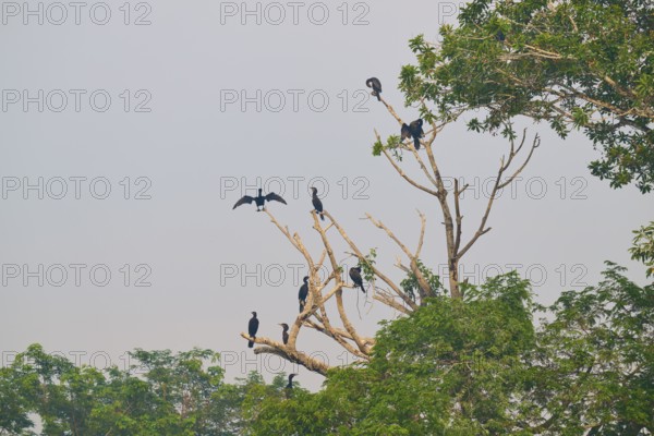Birds sitting and flying on bare branches of a large tree under a clear sky, Olive Cormorant, Cormorant, (Phalacrocorax olivaceus), Pantanal, Mato Grosso, Brazil