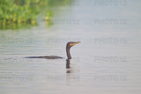 A bird swimming in clear water near a green shoreline, Olive Cormorant (Phalacrocorax olivaceus), Pantanal, Mato Grosso, Brazil