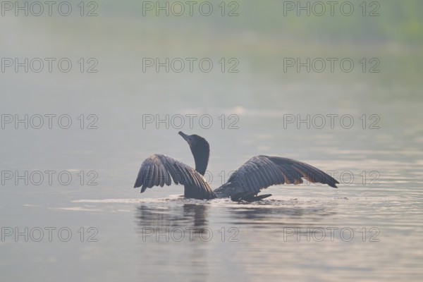 A bird with outstretched wings swimming on a misty body of water in a calm environment, Olive Cormorant, (Phalacrocorax olivaceus), Pantanal, Mato Grosso, Brazil