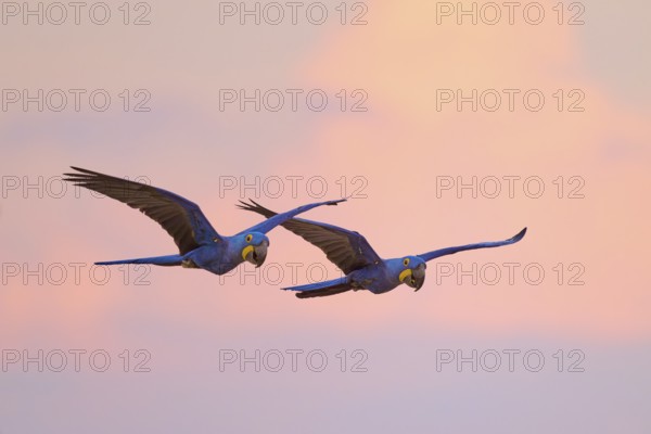 Two blue macaws in harmonious flight against a pink sunset sky, Hyacinth Macaw (Anodorhynchus hyacinthinus), Pantanal, Mato Grosso, Brazil