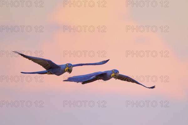 Blue sky at sunset, two macaws in elegant flight with pink clouds in the background, Hyacinth Macaw (Anodorhynchus hyacinthinus), Pantanal, Mato Grosso, Brazil