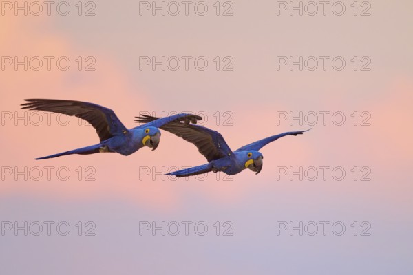 Two macaws gliding synchronised in the sky at sunset, surrounded by pink and blue hues, Hyacinth Macaw (Anodorhynchus hyacinthinus), Pantanal, Mato Grosso, Brazil