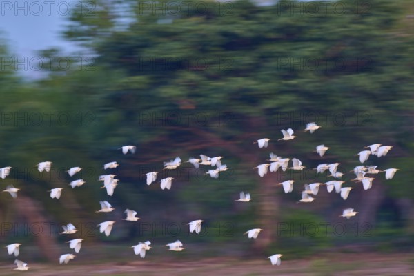 White birds flying in front of a dense green forest, blur creates movement, Cattle Egret (Bubulcus ibis), Pantanal, Mato Grosso, Brazil
