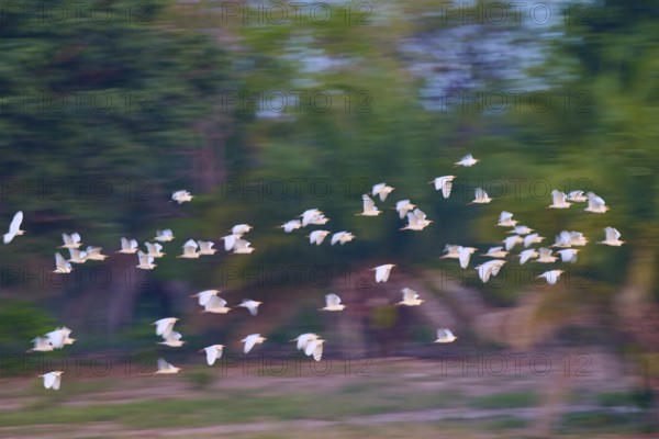 A multitude of birds in flight against a morning tree sky, Cattle Egret (Bubulcus ibis), Pantanal, Mato Grosso, Brazil