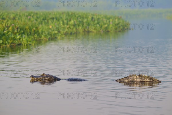 A caiman swimming in the water in a marsh surrounded by greenery, Spectacled caiman (Caiman yacare, Caiman crocodilus yacare), Pantanal, Mato Grosso, Brazil