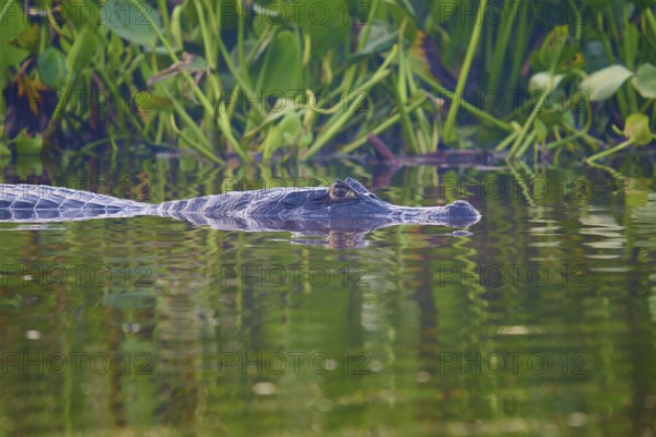 A caiman creeps past water plants, the surroundings green and calming, Spectacled caiman (Caiman yacare, Caiman crocodilus yacare), Pantanal, Mato Grosso, Brazil