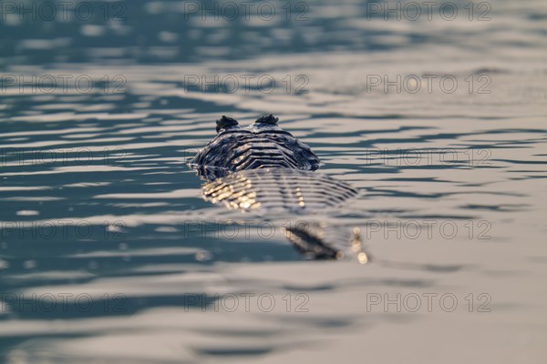 A caiman floats calmly with fine waves in the water, the atmosphere is calm, Spectacled caiman (Caiman yacare, Caiman crocodilus yacare), Pantanal, Mato Grosso, Brazil