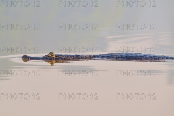 The caiman moves gracefully through calm water, its appearance almost unreal, Spectacled caiman (Caiman yacare, Caiman crocodilus yacare), Pantanal, Mato Grosso, Brazil