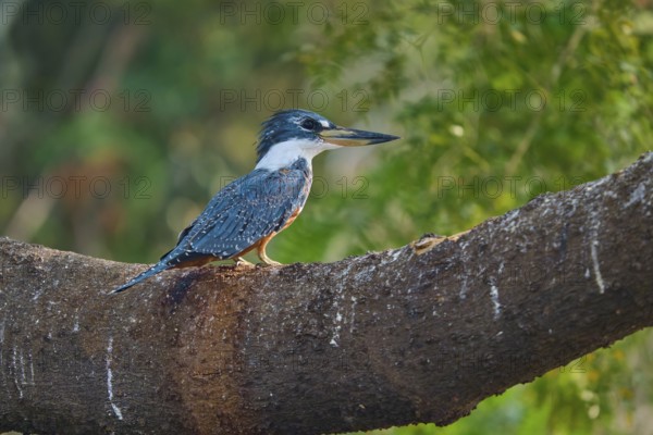 A kingfisher sits attentively on a large branch surrounded by green foliage, Red-breasted Kingfisher (Ceryle torquata), Pantanal, Mato Grosso, Brazil