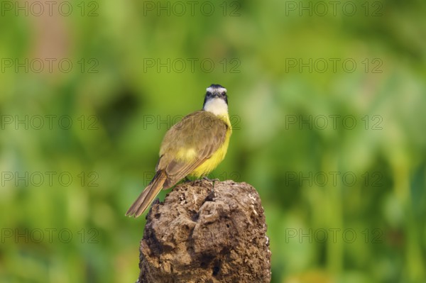 A bird sitting on a tree stump in front of a blurred green background, Sulphur Yellow Tyrant (Pitangus sulphuratus), Pantanal, Mato Grosso, Brazil