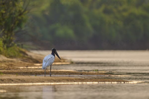 A bird stands on the riverbank in a quiet, natural environment, Jabiru (Jabiru mycteria), Pantanal, Mato Grosso, Brazil