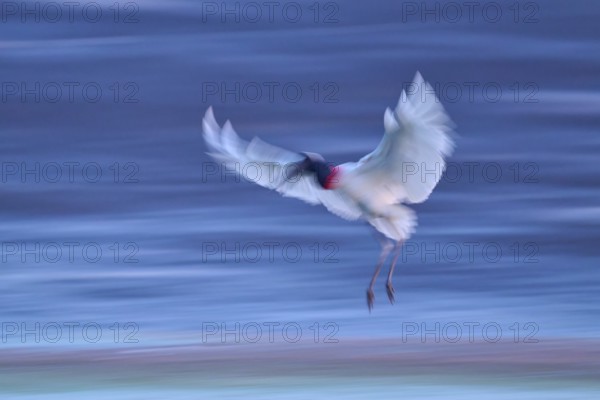 Blurred image of a flying bird spreading its wings, Jabiru (Jabiru mycteria), Pantanal, Mato Grosso, Brazil