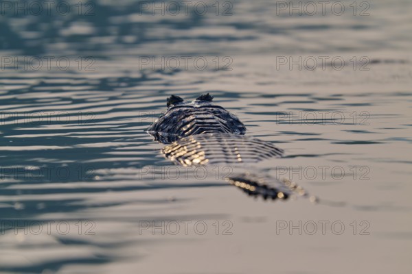 The back of a caiman glides through still water, a peaceful encounter with nature, Spectacled caiman (Caiman yacare, Caiman crocodilus yacare), Pantanal, Mato Grosso, Brazil