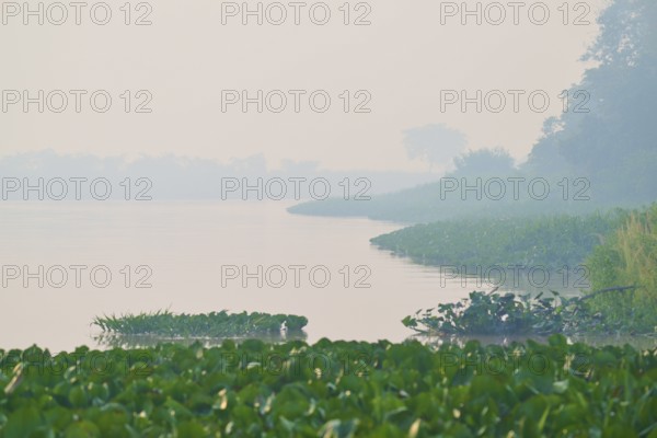 Misty river with aquatic plants and green vegetation on the banks in a quiet morning scene, Rio Sao Lourenco, Porto Jofre, Pantanal, Mato Grosso, Brazil