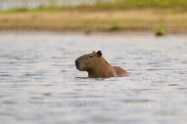 A capybara swims calmly in the water near a bank in a natural environment, Capybara, capybara (Hydrochoerus hydrochaeris), Rio Negro, Pantanal, Mato Grosso, Brazil