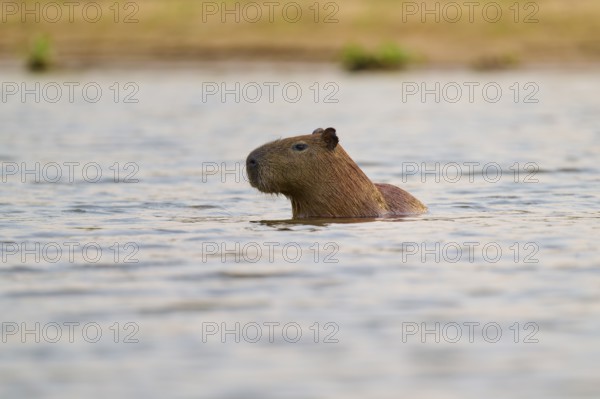 A capybara moves peacefully in the water in a natural environment near the shore, Capybara, capybara (Hydrochoerus hydrochaeris), Rio Negro, Pantanal, Mato Grosso, Brazil