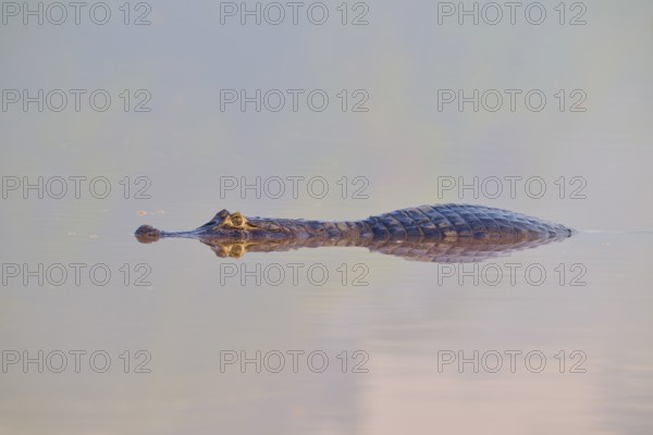 A caiman with a clear reflection in still water, watching its eyes, spectacled caiman (Caiman yacare, Caiman crocodilus yacare), Pantanal, Mato Grosso, Brazil
