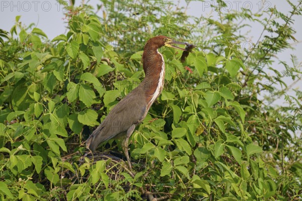 A bird stands on a branch with leaves, surrounded by natural scenery, holding prey in its beak, Marbled Heron (Tigrisoma lineatum), Pantanal, Mato Grosso, Brazil