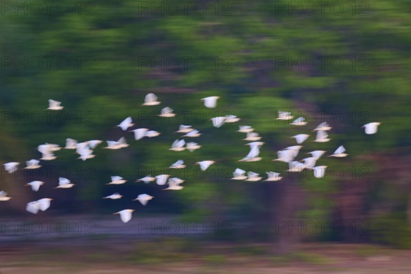 White birds flying blurred in front of a green forest background, Cattle Egret (Bubulcus ibis), Pantanal, Mato Grosso, Brazil