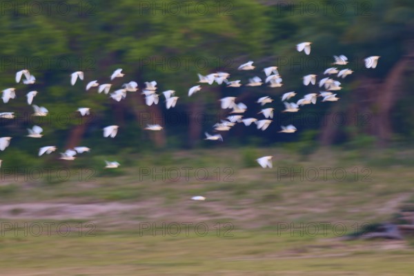 A group of white birds in flight against a green forest background, Cattle Egret (Bubulcus ibis), Pantanal, Mato Grosso, Brazil