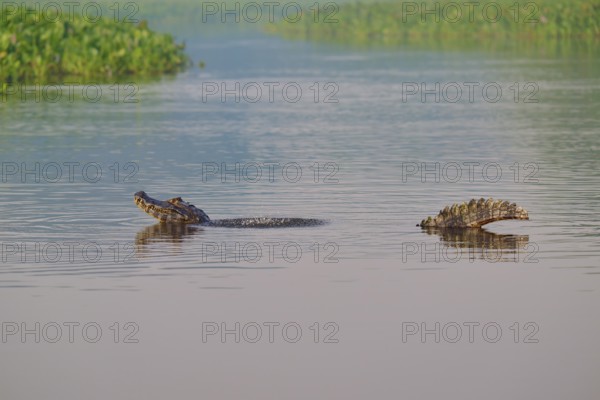 A caiman mating in a calm river, surrounded by lush vegetation, Spectacled caiman (Caiman yacare, Caiman crocodilus yacare), Pantanal, Mato Grosso, Brazil