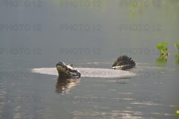 A caiman calling in the calm water with plants in the background for show, spectacled caiman (Caiman yacare, Caiman crocodilus yacare), Pantanal, Mato Grosso, Brazil