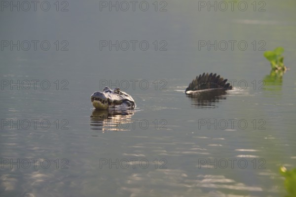A caiman in the water with its reflection and plants in the background, spectacled caiman (Caiman yacare, Caiman crocodilus yacare), Pantanal, Mato Grosso, Brazil