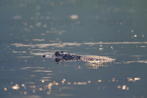 A caiman floats quietly on the surface of the water, surrounded by delicate light reflections, Spectacled caiman (Caiman yacare, Caiman crocodilus yacare), Pantanal, Mato Grosso, Brazil