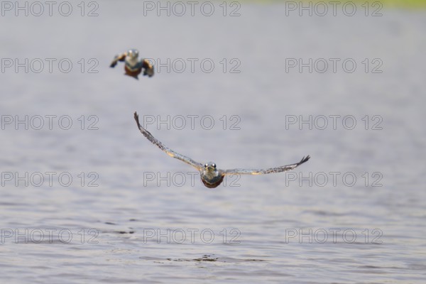 Two kingfishers flying just above calm water in the sky, Red-breasted Kingfisher (Ceryle torquata), Pantanal, Mato Grosso, Brazil