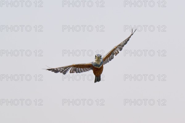 A kingfisher flies with outstretched wings in the clear sky, Red-breasted Kingfisher (Ceryle torquata), Pantanal, Mato Grosso, Brazil
