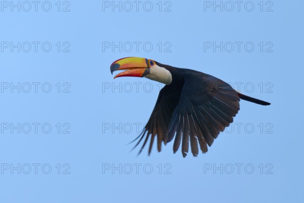 Toucan in flight with outstretched wings against a blue background, giant toucan (Ramphastos toco), Pantanal, Mato Grosso, Brazil