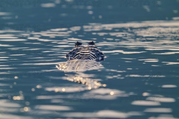 The caiman lies still in the water, surrounded by shining reflections of light, Spectacled caiman (Caiman yacare, Caiman crocodilus yacare), Pantanal, Mato Grosso, Brazil