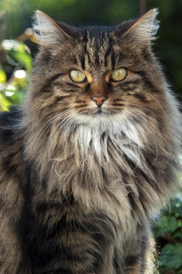 Cat, Norwegian Forest Cat, Baden-Württemberg, Germany