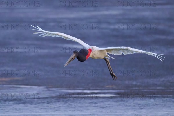 A bird in flight with outstretched wings over a wide water area, Jabiru (Jabiru mycteria), Pantanal, Mato Grosso, Brazil