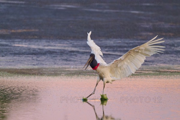 A stork with open wings lands on the water, which is coloured pink by the evening sun, Jabiru (Jabiru mycteria), Pantanal, Mato Grosso, Brazil