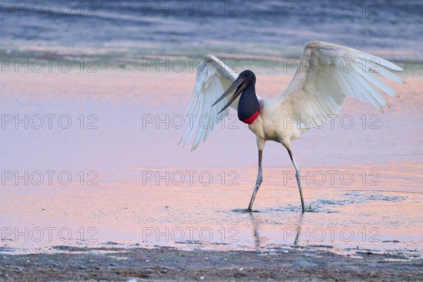 A Jabiru with raised wings standing in shallow water at sunset, Jabiru (Jabiru mycteria), Pantanal, Mato Grosso, Brazil