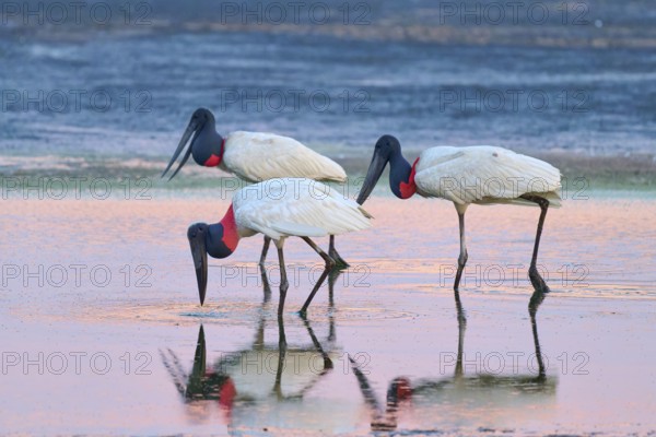 Three Jabirus standing in the water looking for food, reflected in the water, Jabiru (Jabiru mycteria), Pantanal, Mato Grosso, Brazil