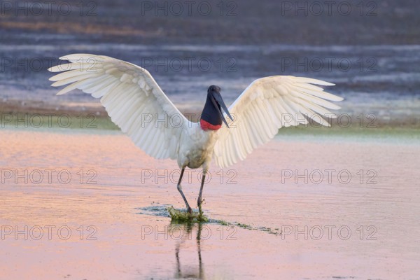 A bird with outstretched wings stands in the water, its reflection visible, Jabiru (Jabiru mycteria), Pantanal, Mato Grosso, Brazil