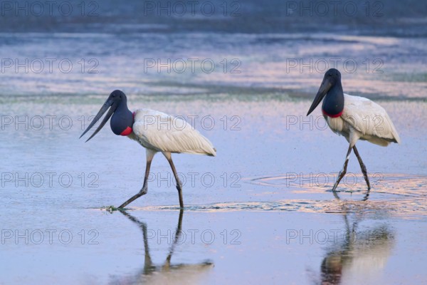 Two Jabirus walking through shallow water at dusk, Jabiru (Jabiru mycteria), Pantanal, Mato Grosso, Brazil