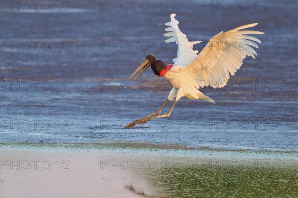 A large bird flies over water in the soft morning light and shows grace, Jabiru (Jabiru mycteria), Pantanal, Mato Grosso, Brazil
