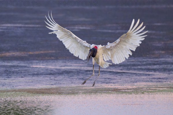 A large bird with wide-spread wings hovers over the water surface, Jabiru (Jabiru mycteria), Pantanal, Mato Grosso, Brazil