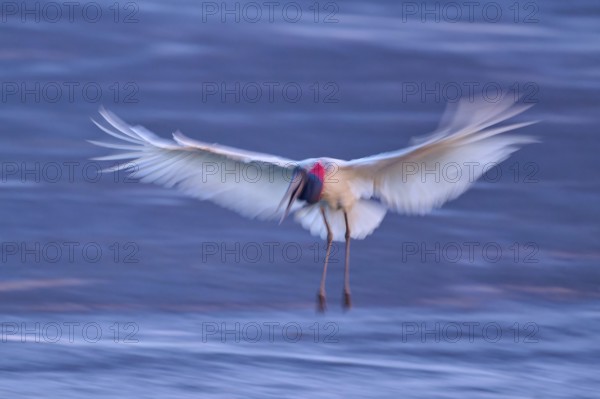 A bird in motion blur with spread wings in flight over a water surface, Jabiru (Jabiru mycteria), Pantanal, Mato Grosso, Brazil