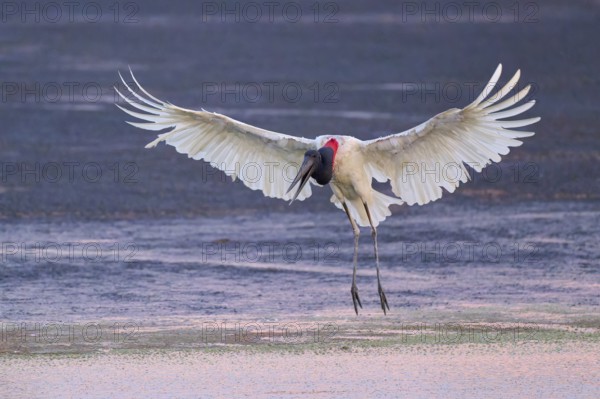 A bird in flight with outstretched wings above the water surface in warm light, Jabiru (Jabiru mycteria), Pantanal, Mato Grosso, Brazil