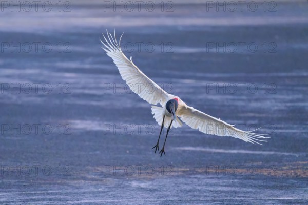 A stork with wide open wings flies over a water surface in shades of blue, Jabiru (Jabiru mycteria), Pantanal, Mato Grosso, Brazil