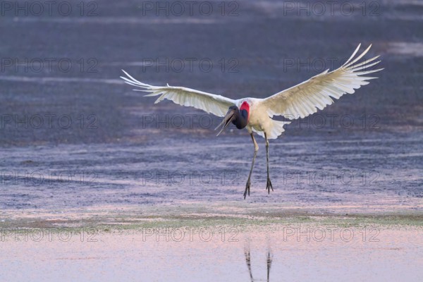 A large bird with outstretched wings flies over a body of water at dusk, Jabiru (Jabiru mycteria), Pantanal, Mato Grosso, Brazil