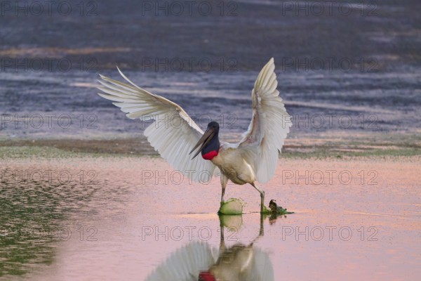 A stork completes its landing with wings outstretched as it touches the water, Jabiru (Jabiru mycteria), Pantanal, Mato Grosso, Brazil