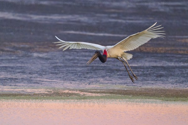 A stork flies over the water with its wings spread wide at sunset, Jabiru (Jabiru mycteria), Pantanal, Mato Grosso, Brazil