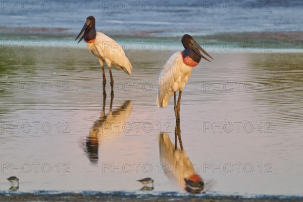 Two standing Jabirus at the water with their reflection at sunset, Jabiru (Jabiru mycteria), Pantanal, Mato Grosso, Brazil