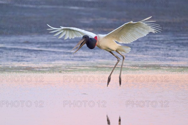 A Jabiru jumps and flies over the water, the sky is pink, Jabiru (Jabiru mycteria), Pantanal, Mato Grosso, Brazil
