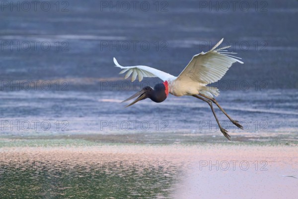 A flying Jabiru over calm water, wings spread, Jabiru (Jabiru mycteria), Pantanal, Mato Grosso, Brazil